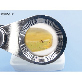 虫入り琥珀観察セット ナリカ