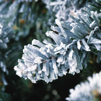 冬装飾 デラックススノークリスマスツリー ストア・エキスプレス