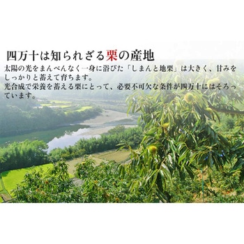 しまんとプルミエモンブラン(3個) - 四万十ドラマ