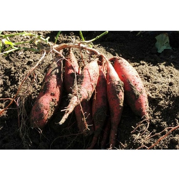 いも焼き菓子ひがしやまミニ(18枚) 四万十ドラマ