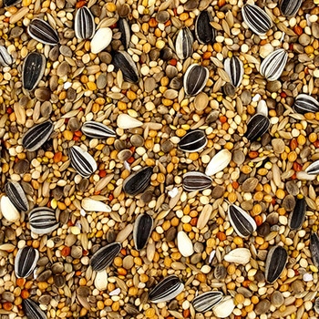 エクセル ボタンインコ 皮付き NPF