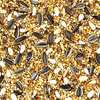 エクセル オカメインコ 皮付き NPF