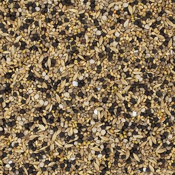 エクセル カナリア 皮付き NPF