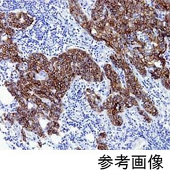 Newシラン4スターフロスト水縁磨 100枚入 武藤化学