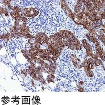 Newシラン4スターフロスト水縁磨 100枚入 武藤化学