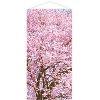 桜満開タペストリー