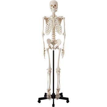 人体骨格模型 ケニス 人体/標本/生物 【通販モノタロウ】