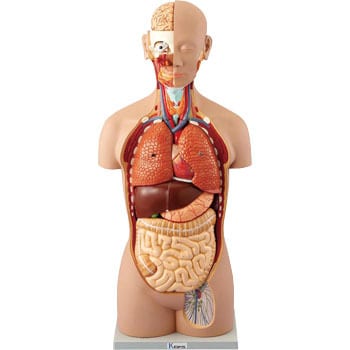 人体解剖模型(トルソー型) ケニス 人体/標本/生物 【通販モノタロウ】