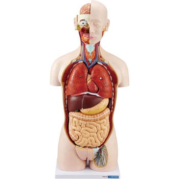 DT27 人体解剖模型(トルソー型) 1個 ケニス 【通販サイトMonotaRO】