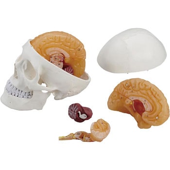 DM75 脳模型(頭蓋付) 1個 ケニス 【通販モノタロウ】