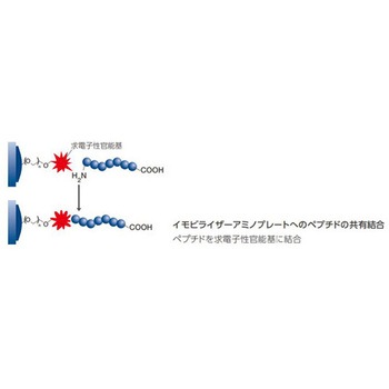 イモビライザーアミノ プレート Thermo Scientific Nalgene