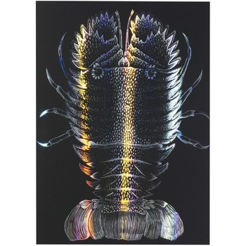 12650 zOXNb`{[hU^bNt[Zbg A[ebN[wZށEߋ] 68702807