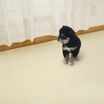 ペット用撥水タイルマット サンコー