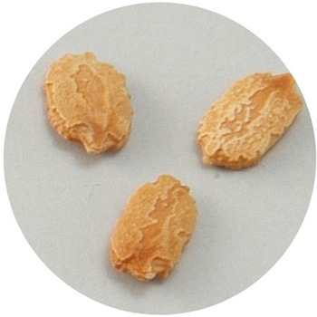 野菜の種 ツルレイシ 苦瓜 アーテック