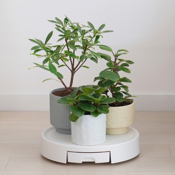 Amazon | KITANDOVE プランターソーサー プラスチック製植木鉢