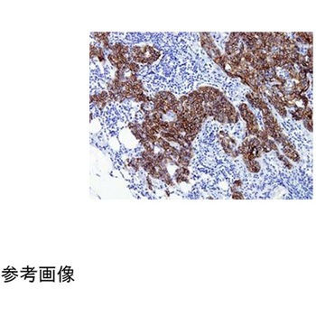 Newシラン4スターフロスト水縁磨 100枚入 - 武藤化学