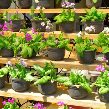 ミストスプレーセット タカギ