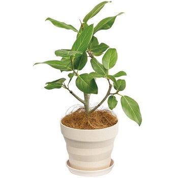 プラウドプレート - 大和プラスチック