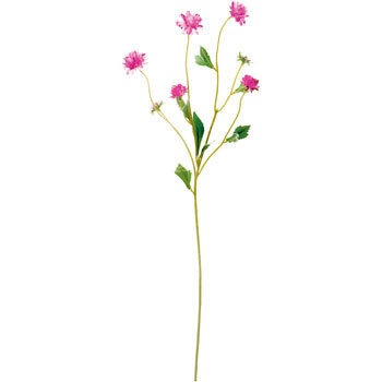 FA-6466 �R�[���t�����[ ���l�f�B�X�v���C�~���[�W�A�� 70164544