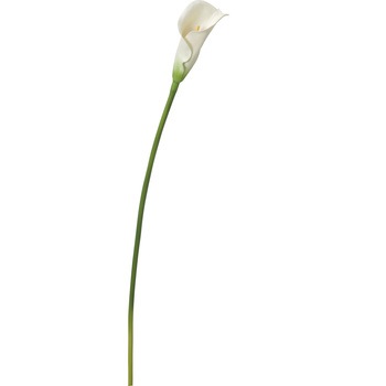 FA-6565 カラーリリー 横浜ディスプレイミュージアム 70164727