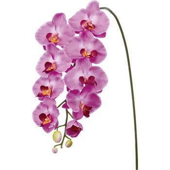 FA-6630 �R�`���E���� ���l�f�B�X�v���C�~���[�W�A�� 70165472