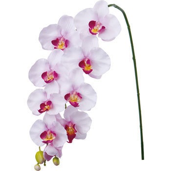 FA-6630 �R�`���E���� ���l�f�B�X�v���C�~���[�W�A�� 70165488