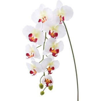 FA-6630 �R�`���E���� ���l�f�B�X�v���C�~���[�W�A�� 70165497