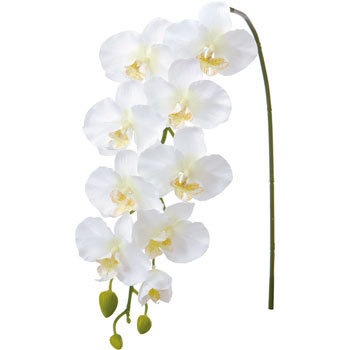 FA-6630 �R�`���E���� ���l�f�B�X�v���C�~���[�W�A�� 70165506