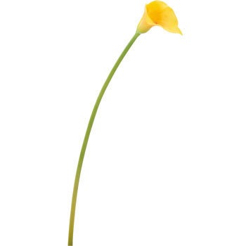 FA-6670 �J���[�����[ ���l�f�B�X�v���C�~���[�W�A�� 70165716