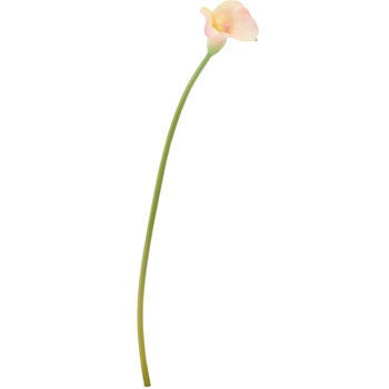 FA-6670 �J���[�����[ ���l�f�B�X�v���C�~���[�W�A�� 70165734