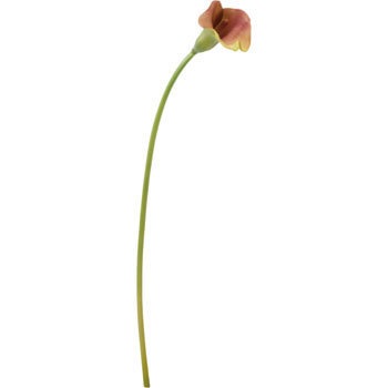 FA-6670 �J���[�����[ ���l�f�B�X�v���C�~���[�W�A�� 70165743