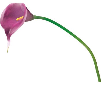 FA-6746 カラーリリーS 横浜ディスプレイミュージアム 70166468