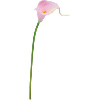 FA-6746 カラーリリーS 横浜ディスプレイミュージアム 70166477