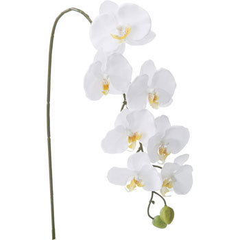 FA-6782 �R�`���E���� ���l�f�B�X�v���C�~���[�W�A�� 70167274