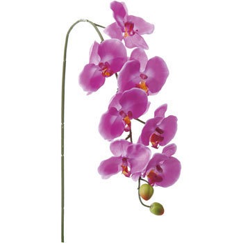 FA-6782 �R�`���E���� ���l�f�B�X�v���C�~���[�W�A�� 70167283