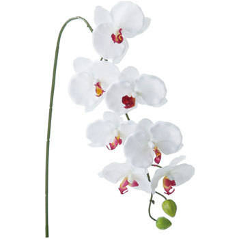 FA-6782 �R�`���E���� ���l�f�B�X�v���C�~���[�W�A�� 70167292