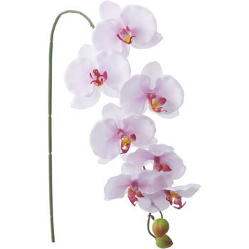 FA-6782 �R�`���E���� ���l�f�B�X�v���C�~���[�W�A�� 70167308