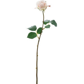 FA-6816 ���[�Y�A�o�����`�F ���l�f�B�X�v���C�~���[�W�A�� 70167606