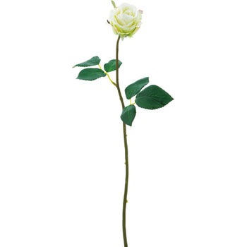 FA-6816 ���[�Y�A�o�����`�F ���l�f�B�X�v���C�~���[�W�A�� 70167615