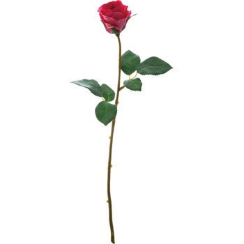 FA-6816 ���[�Y�A�o�����`�F ���l�f�B�X�v���C�~���[�W�A�� 70167633