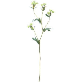 FA-6890 �A�X�g�����e�B�A ���l�f�B�X�v���C�~���[�W�A�� 70169243