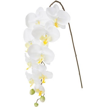 FA-7030 �R�`���E���� ���l�f�B�X�v���C�~���[�W�A�� 70172987