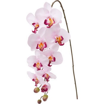 FA-7030 �R�`���E���� ���l�f�B�X�v���C�~���[�W�A�� 70172996