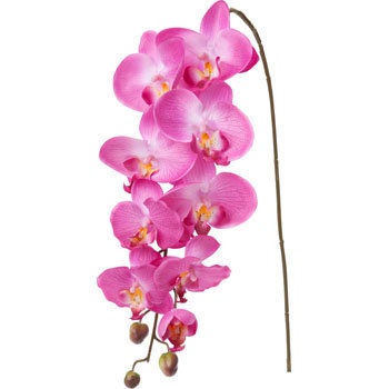 FA-7030 �R�`���E���� ���l�f�B�X�v���C�~���[�W�A�� 70173014