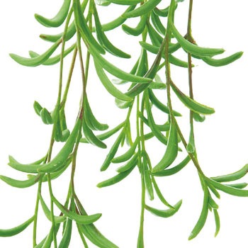 ミカズキグリーンネックレスハンギング 横浜ディスプレイミュージアム 観葉植物壁掛け用 卓上用グリーン 造花 通販モノタロウ Fg 4509