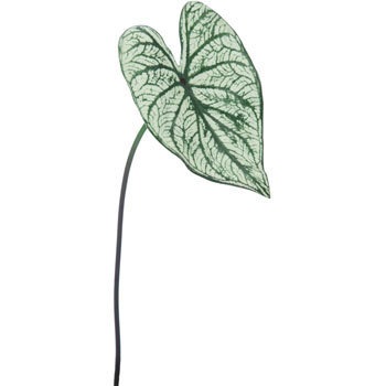 FG-4572 �J���W���[�����[�t ���l�f�B�X�v���C�~���[�W�A�� 70182638