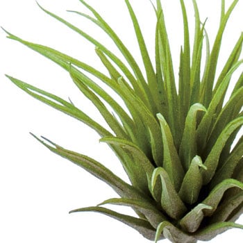 ミニチランジアピック 横浜ディスプレイミュージアム