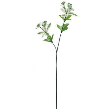 FG-4633 ���[�t�H���r�A ���l�f�B�X�v���C�~���[�W�A�� 70183444