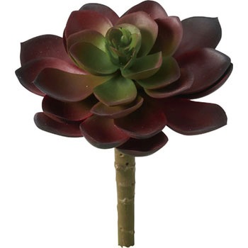 FG-4679 エケベリアピック 横浜ディスプレイミュージアム 70184004