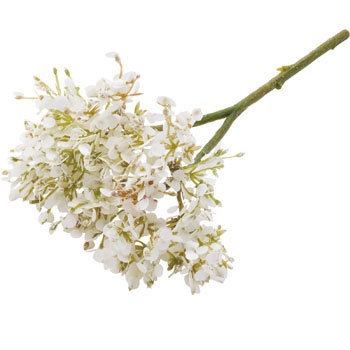 FLP-3004 ���[�X�t�����[ ���l�f�B�X�v���C�~���[�W�A�� 70186698